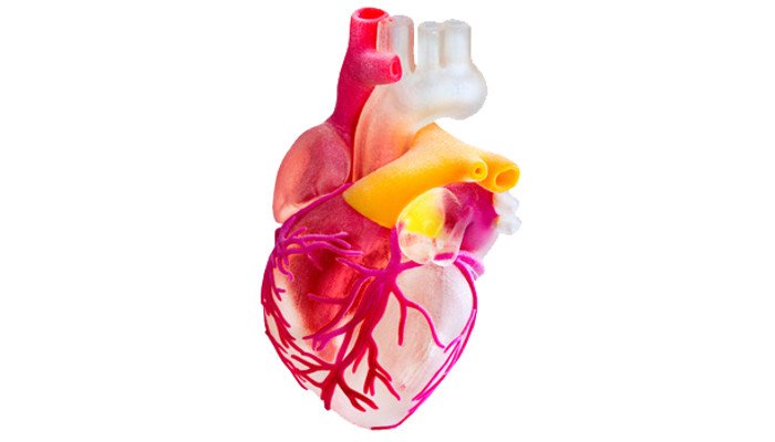 polyjet 3d printed heart