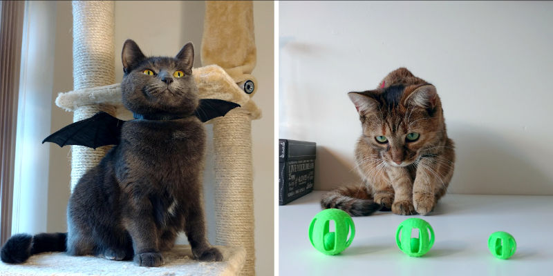 3D Printed Cat Toys