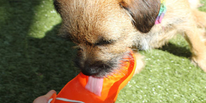 Dog Water Bowl Portable