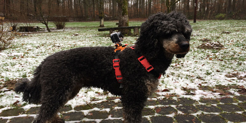 Camera Mount for Dogs
