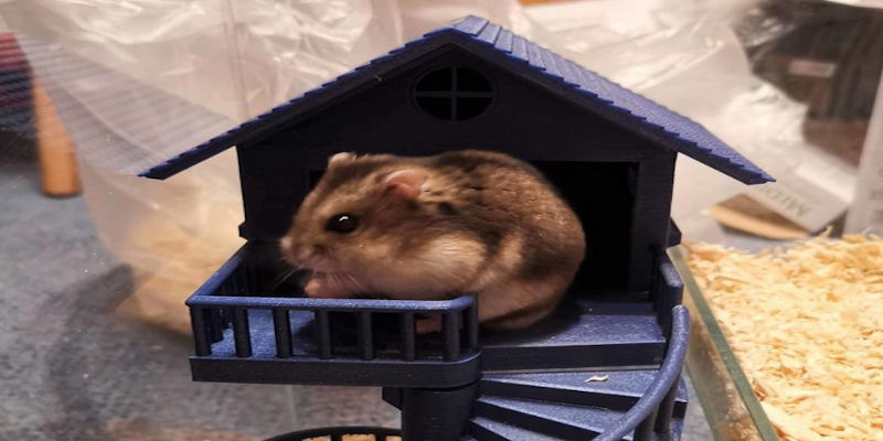 Dwarf Hamster Home